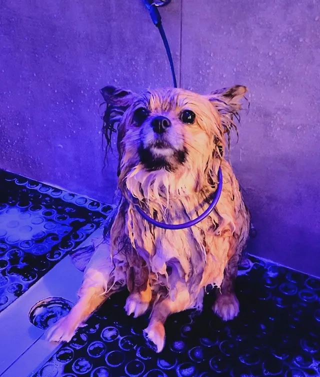 Cão de pelo longo e claro sentado sob luz azul e roxa no espaço da loja