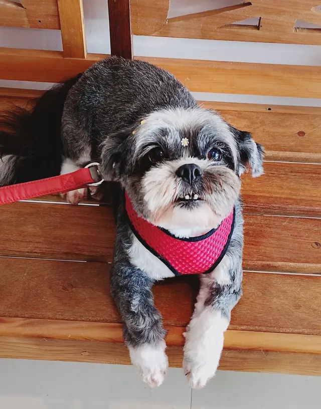Shih-tzu de pelagem cinza e branca, com peitoral vermelho, deitado num banco de madeira